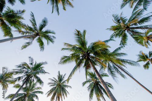 Coconut palm trees in perspective view from below and sky background