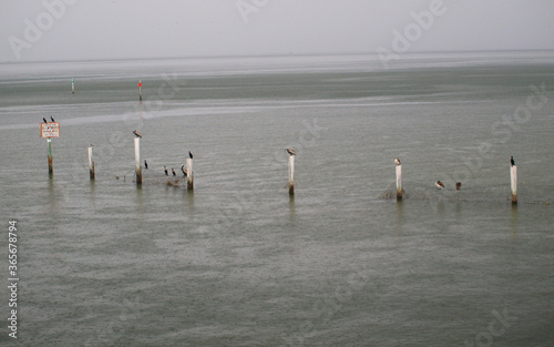 Birds on poles along the shoreline