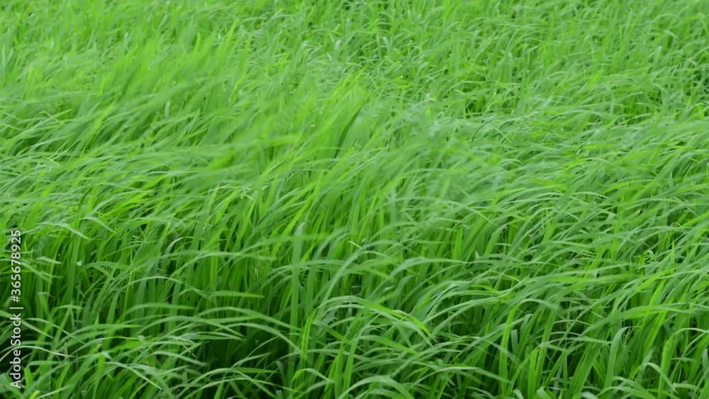 Green rice field with wind Green rice field with wind