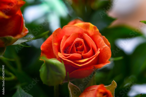 A bouquet of small orange flowers on a light background