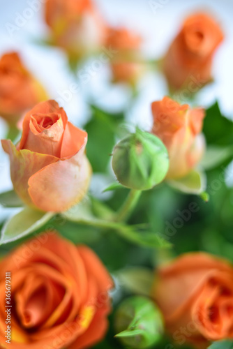 A bouquet of small orange flowers on a light background