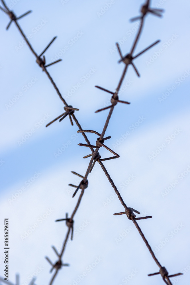 Old barbed wire on a background of snow. Barbed wire closeup. Shallow depth of field. Siberia, Russia.