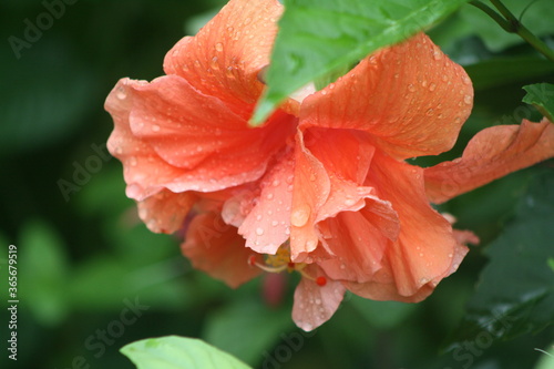 red flower with water drops
