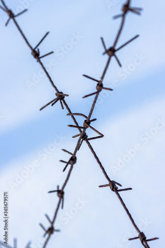 Old barbed wire on a background of snow. Barbed wire closeup. Shallow depth of field. Siberia  Russia.