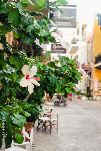 FWhite fower blooming on a green bush on the town street with selective focus on a city cafe and restaurant background photo