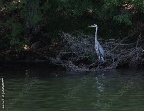 Mysterious Great Blue Heron hiding in the shadows on Lake Dunmore  Vermont  USA