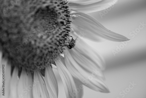 close up of a sunflower