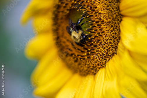 bee on sunflower