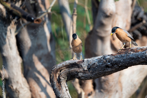Brahminy starling