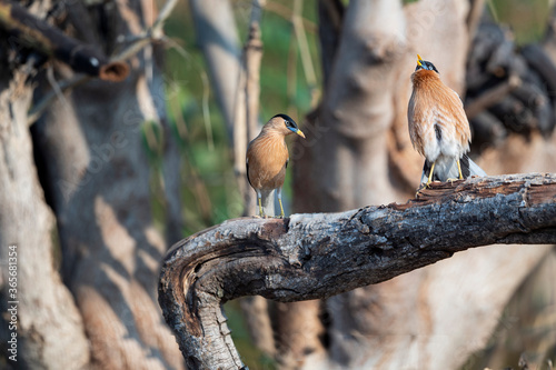 Brahminy starling photo