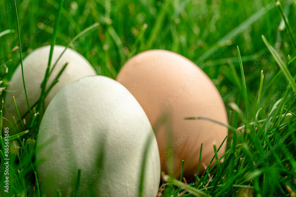 Three chicken eggs in the green grass. Products of natural origin. Three chicken eggs in the green grass. Products of natural origin.
