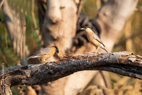 Brahminy starling photo