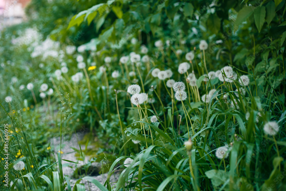 Dandelions with white spherical seed caps in green grass perspective. Wild grass in the city. Dandelions with white spherical seed caps in green grass perspective. Wild grass in the city.