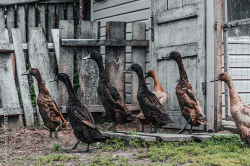 Flock of indian runner ducks summer farm outdoors
