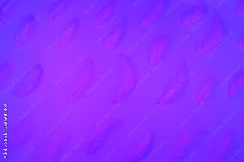Purple background with purple feathers. Trendy is design. Glowing neon. Copy space. Purple background with purple feathers. Trendy is design. Glowing neon. Copy space.