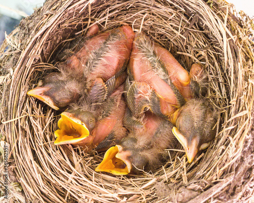 Four two-day old baby robins are sitting inside their nest, waiting for food