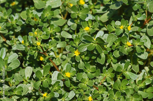 common purslane also called pursley, verdolaga, red root or pigweed Latin portulaca oleracea an edible plant rich in omega 3 can be used in salads or eaten like spinach flowering in summer in Italy