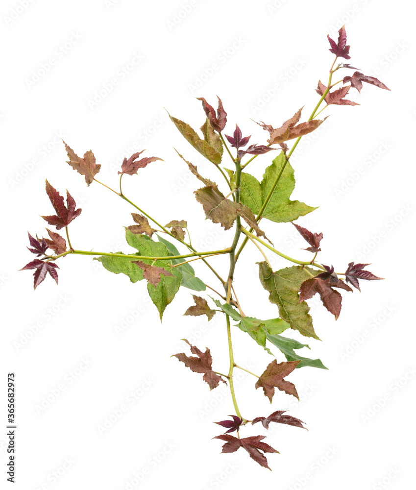 Acer foliage, Colorful maple leaves, isolated on white background with clipping path