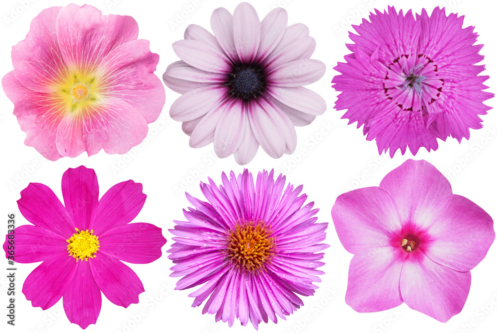 Naklejka premium flowers on white set pink flowers