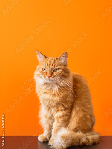 Cute ginger cat on bright orange background. Portrait of proud fluffy pet. Furry domestic cat. © Konstantin Aksenov