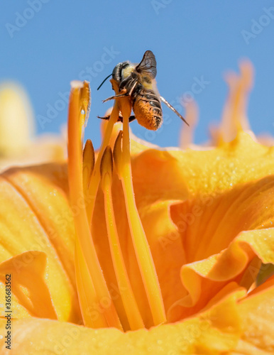 Determined bee climbing a yellow daylily