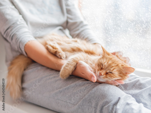 Fototapeta Naklejka Na Ścianę i Meble -  Cute ginger cat lying on woman's knees. Woman in grey pajama strokes fluffy pet. Cozy morning at home while snow is falling outside.