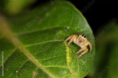 Close up macro jump spider on green leaf in nature at thailand