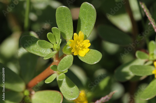 common purslane also called pursley, verdolaga, red root or pigweed Latin portulaca oleracea an edible plant rich in omega 3 can be used in salads or eaten like spinach flowering in summer in Italy