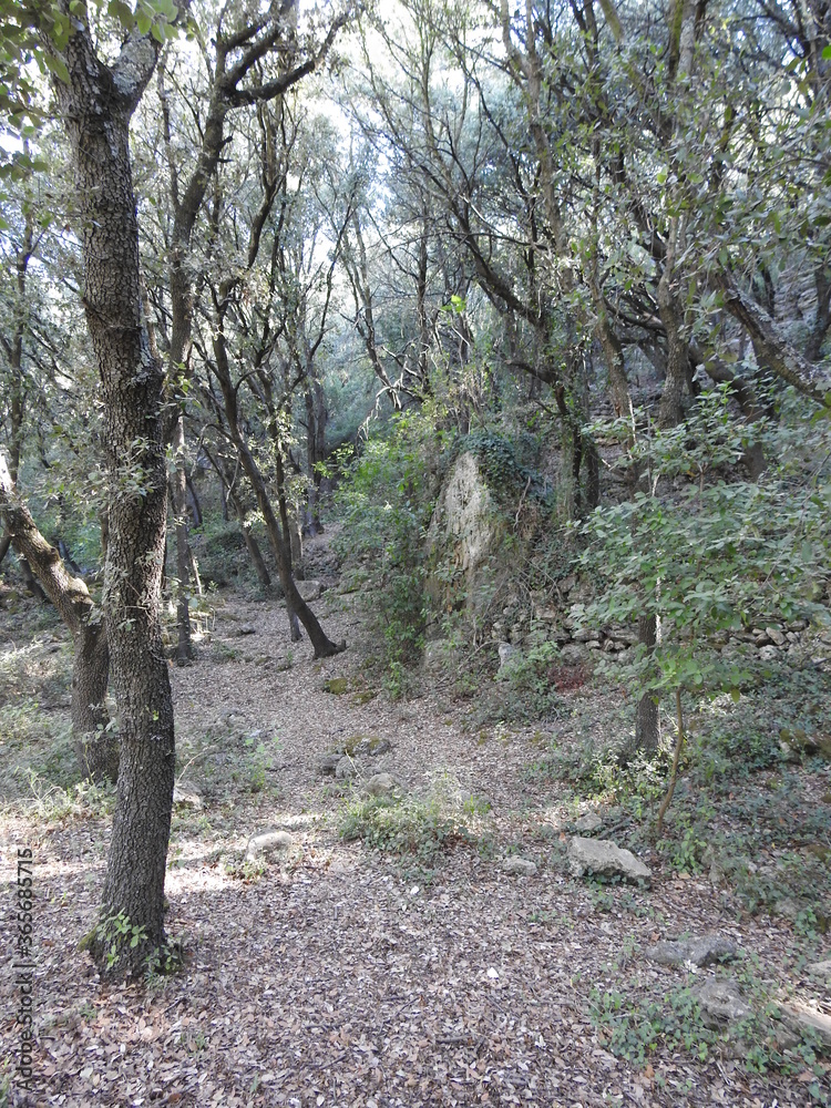 Fototapeta premium foret