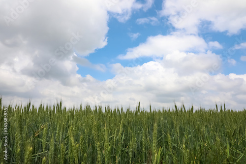 Agricultural field with ripening cereal crop under cloudy sky