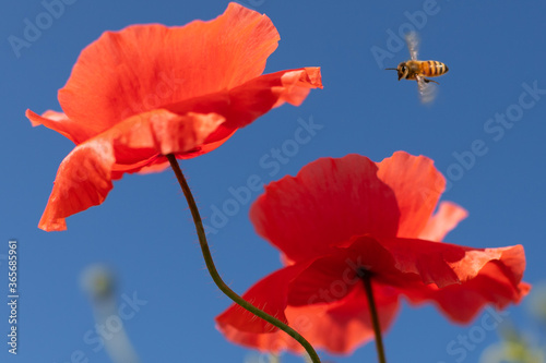 Detail of bee flying towards a red poppy flower