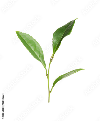 Green leaves of tea plant isolated on white