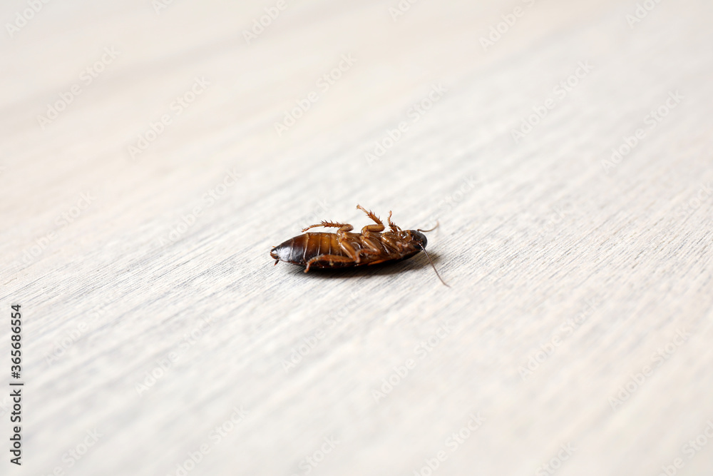 Cockroach on wooden table, closeup. Pest control Cockroach on wooden table, closeup. Pest control