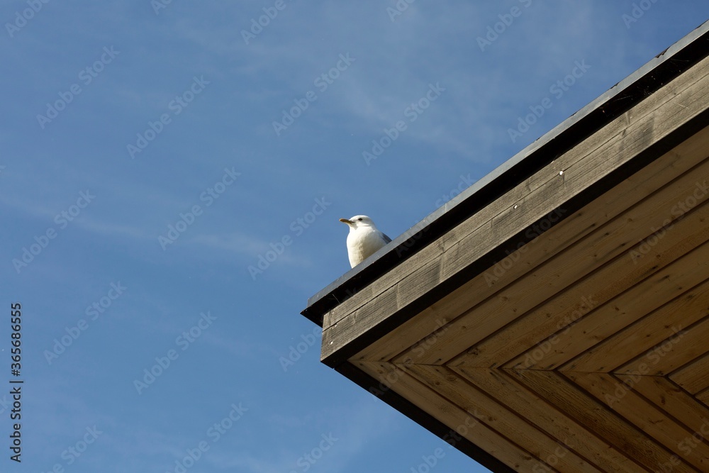 Hungry seagull waiting on top of wood roof Hungry seagull waiting on top of wood roof