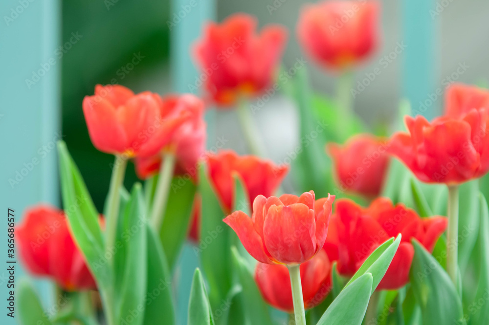 red and white tulips red and white tulips
