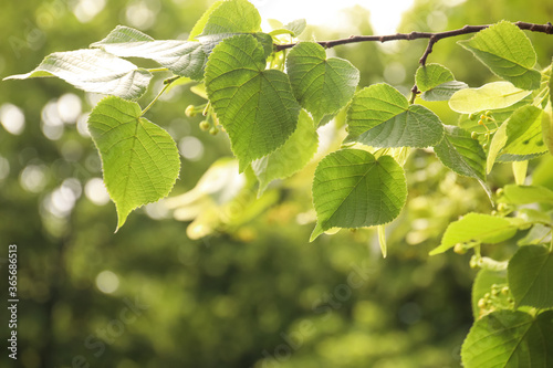 Closeup view of linden tree with fresh young green leaves and blossom outdoors on spring day