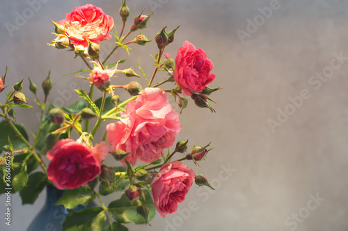 red rose with strong contrast and water drops on a gray background. bouquet of flowers in a vase