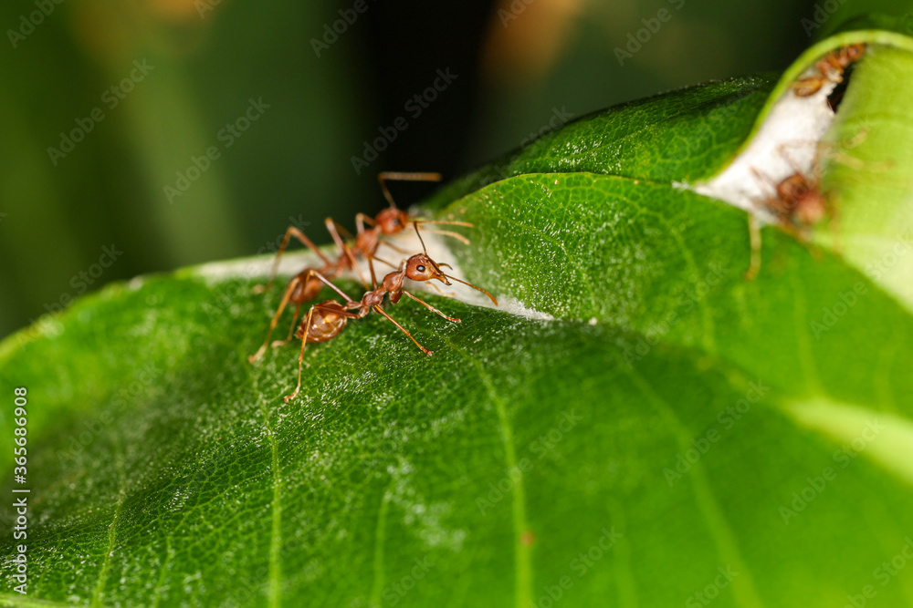 Close up macro red ant on green leaf on nature at thailand Close up macro red ant on green leaf on nature at thailand