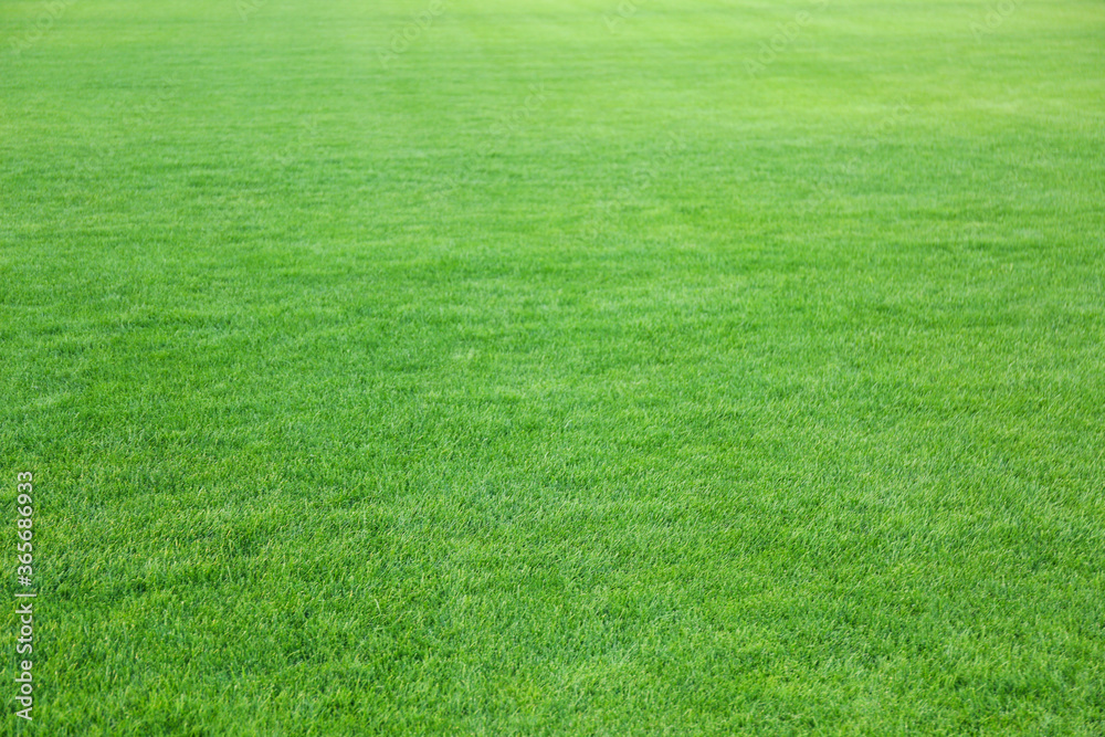 Green lawn with fresh grass as background