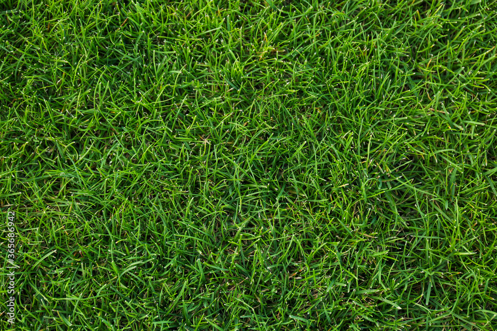 Green lawn with fresh grass as background, top view Green lawn with fresh grass as background, top view