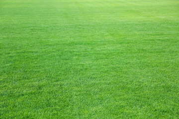 Green lawn with fresh grass as background