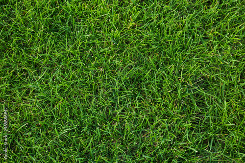 Green lawn with fresh grass as background, top view