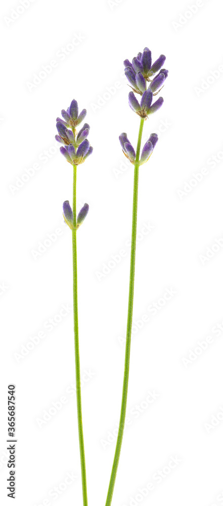 Obraz premium Beautiful fresh lavender flowers isolated on white