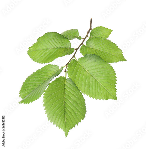 Branch of linden tree with young fresh green leaves isolated on white. Spring season