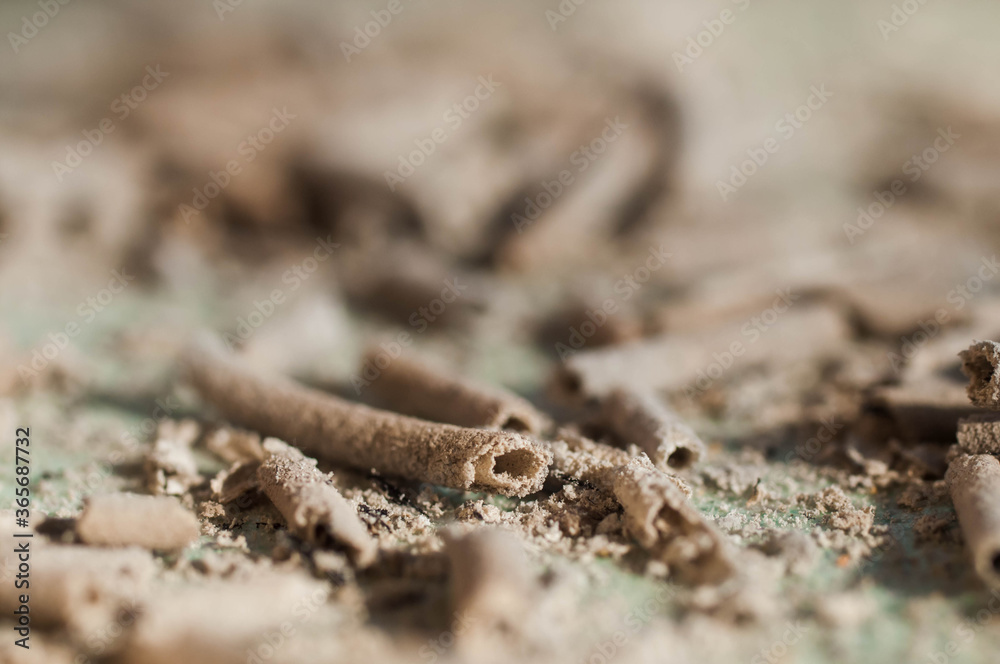 lizard on the ground