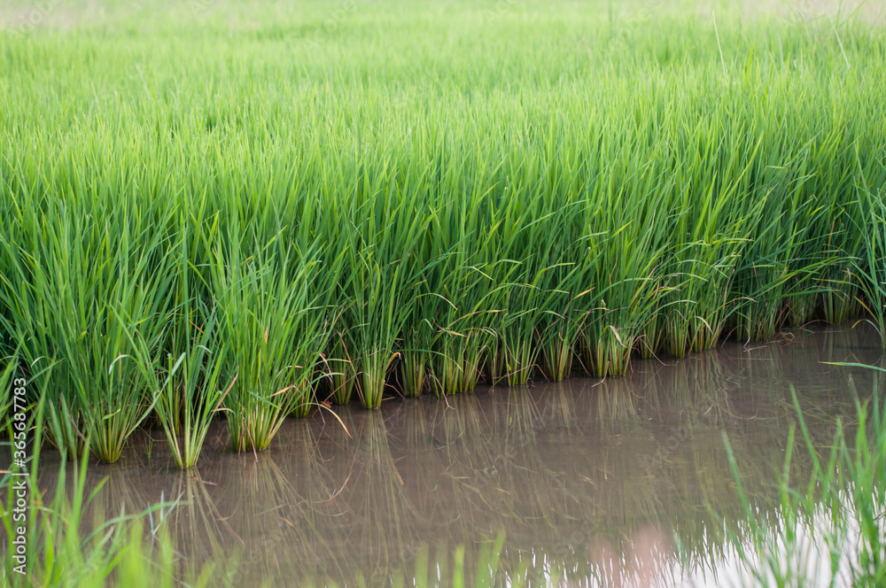 Obraz premium rice field in thailand