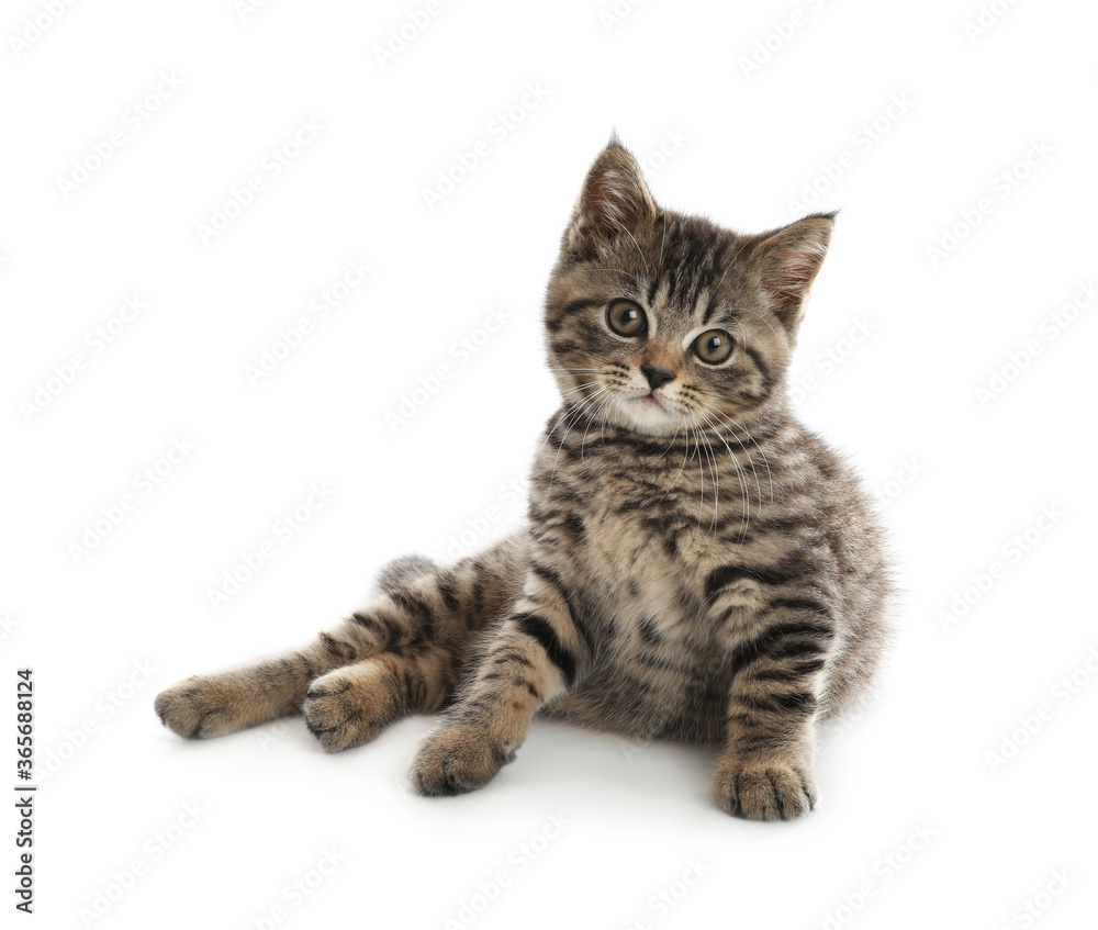Cute tabby kitten on white background. Baby animal Cute tabby kitten on white background. Baby animal