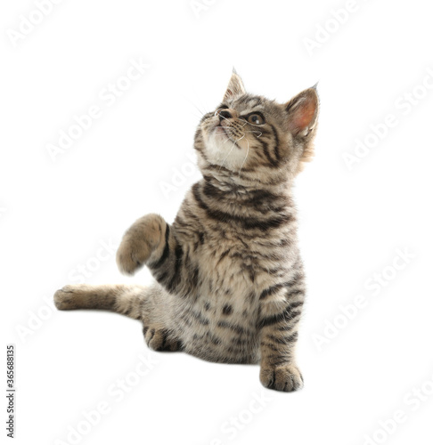 Cute tabby kitten on white background. Baby animal