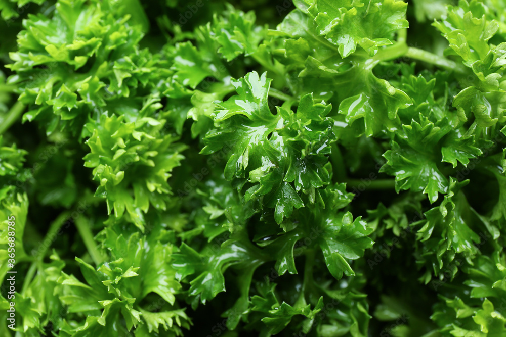 Fresh green curly parsley as background, closeup Fresh green curly parsley as background, closeup