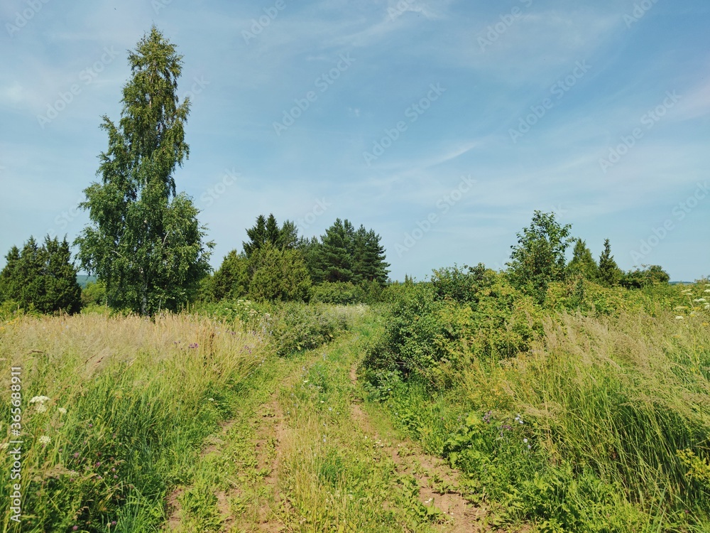 green grass and trees on a blue sky background